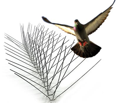 Anti bird spikes installed on building ledge to prevent pigeons